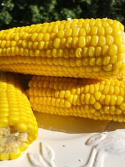 Boiled corn on a white plate macro