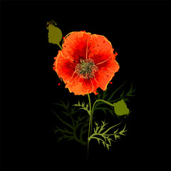 Flower poppy from the spot. Vector illustration