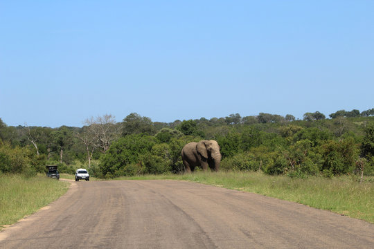 Polokwane, Limpopo, South Africa, November, 2019 - solitary elephant in the jungle, on the nature, surrounded by two cars. Green trees in the wild nature in Kruger Park, RSA