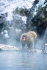 Fototapeta premium 温泉に浸かるニホンザル 冬の地獄谷の猿