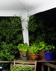 lettuce and herbs growing in pots on a shelf and wooden chair in the corner of a gazebo