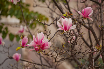 pink magnolia flowers in spring in monaco