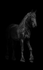 Fototapeta na wymiar black horse walking in a black background nature wildlife animal