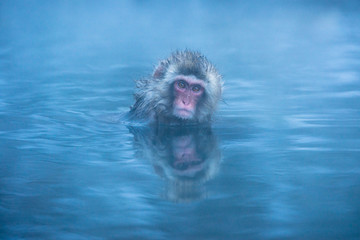 温泉に浸かるニホンザル 冬の地獄谷の猿
