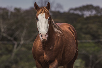 Obraz premium Égua Quarto de Milha