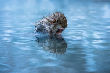 温泉に浸かるニホンザル 冬の地獄谷の猿