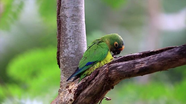 Peach-fronted Parakeet (Eupsittula aurea) cleaning itself and then flying