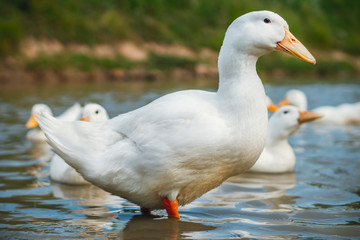White goose stands in profile in the water