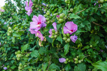 Purple hibiscus flowers from the garden