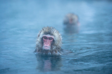 Fototapeta premium 温泉に浸かるニホンザル 冬の地獄谷の猿