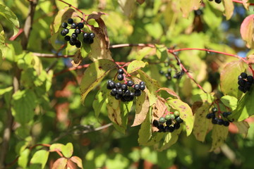 Black berries ripen on bushes in the forest