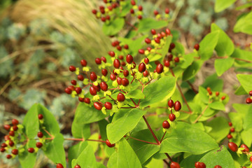 Red berries ripen on bushes in the forest