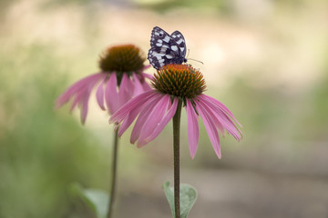 Beautiful butterfly Melanargy Galatea  on echinacea flowers on a summer day in the garden