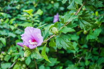 Purple hibiscus flowers from the garden