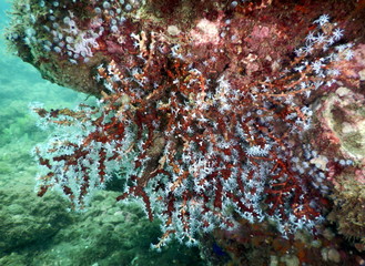 Costa Rica pacific sea life