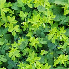 green leaves in the garden pattern
