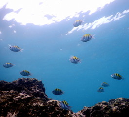 Costa Rica pacific sea life