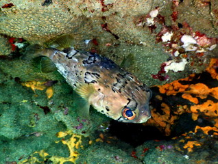 Costa Rica pacific sea life