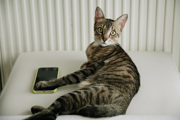 Closeup of stripped gray cat lying on the bed with white background. Pets concept. 