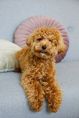 Adorable toy poodle puppy. Small breed adorable doggy with funny curly fur. Close up, copy space.