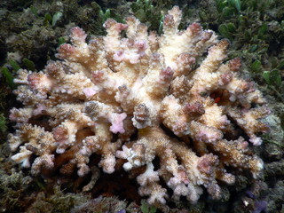 Costa Rica pacific sea life