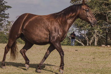 Fototapeta premium Égua Quarto de Milha