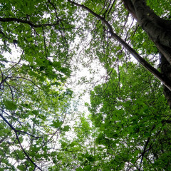 green leaves and sky