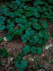 green leaves in the garden