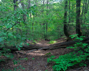 fallen tree in the forest