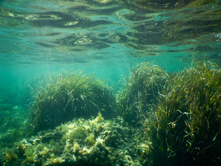 underwater life