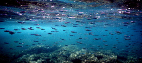 Fototapeta na wymiar Costa Rica pacific sea life