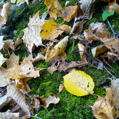 autumn leaves on moss