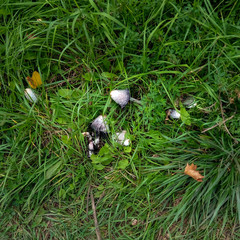 mushrooms in the grass