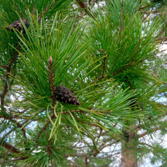 pine cone on the tree