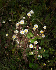 white flowers in the garden