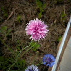 pink flower in the garden