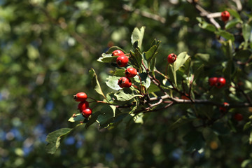 Red berries ripen on bushes in the forest