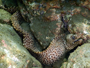 Costa Rica pacific sea life