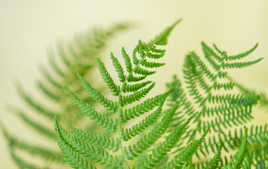 green fern leaf