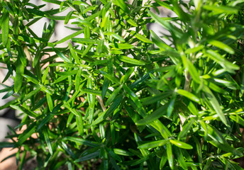 Rosmarinus officinalis in the garden