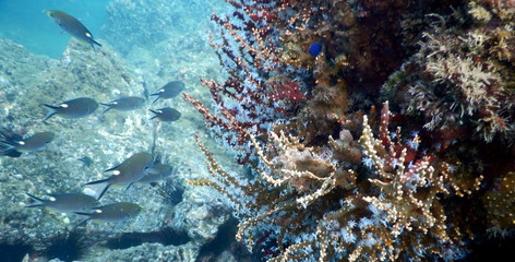 Costa Rica pacific sea life