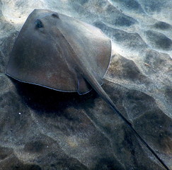 Costa Rica pacific sea life