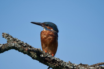 Common kingfisher Alcedo atthis Eurasianon a tree at the river