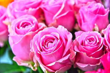 Roses in flower shop.