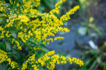 Solidago canadensis in the garden