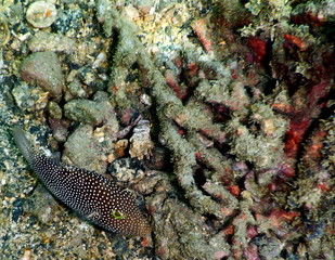 Costa Rica pacific sea life