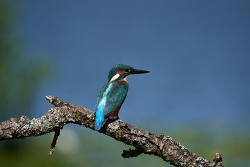 Common kingfisher Alcedo atthis Eurasianon a tree at the river