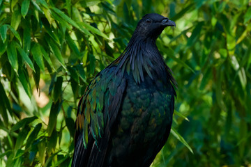 Parc des oiseaux