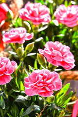 Naklejka premium Composition with bouquet of carnations