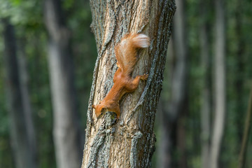 Red squirrel. Cute rodent. Animals in the city park. Wild life in the city. Feed the protein. Wildlife and environmental protection. Fluffy tail. Curious animal. Nimble and jumping squirrel.